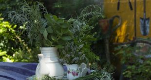 La Escuela de Jardinería ofrece un taller de aromáticas