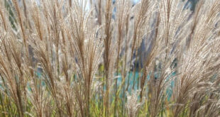 La Escuela de Jardinería brindará un taller sobre gramíneas ornamentales