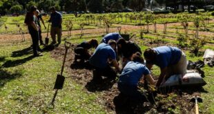 El municipio renovó El Rosedal con la plantación de 530 nuevos ejemplares