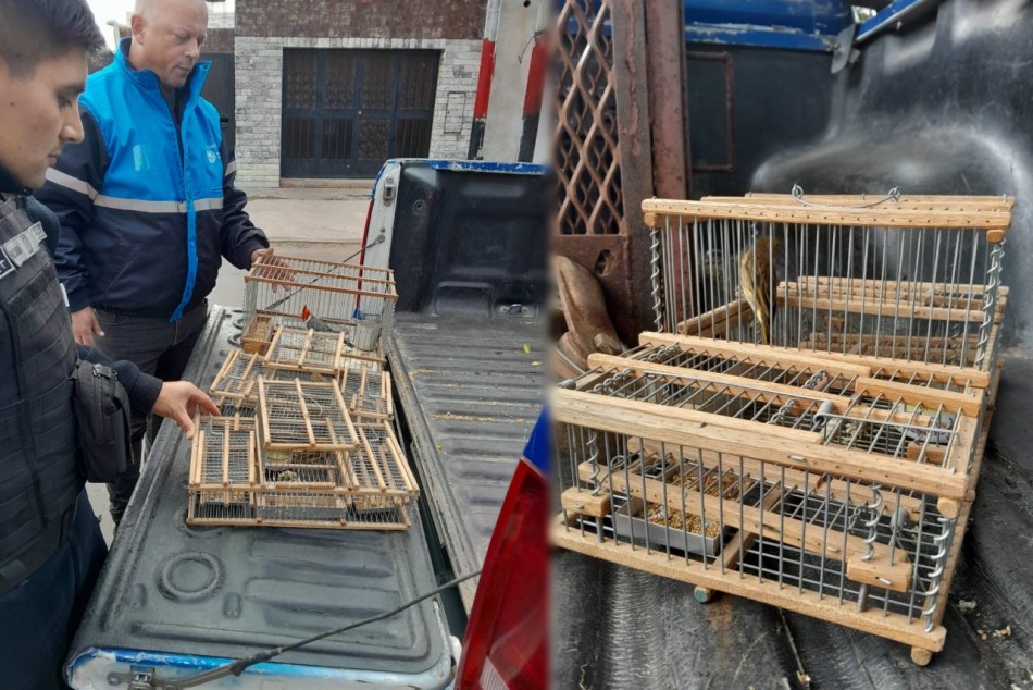 La Municipalidad participó del secuestro de aves silvestres en zona sudoeste