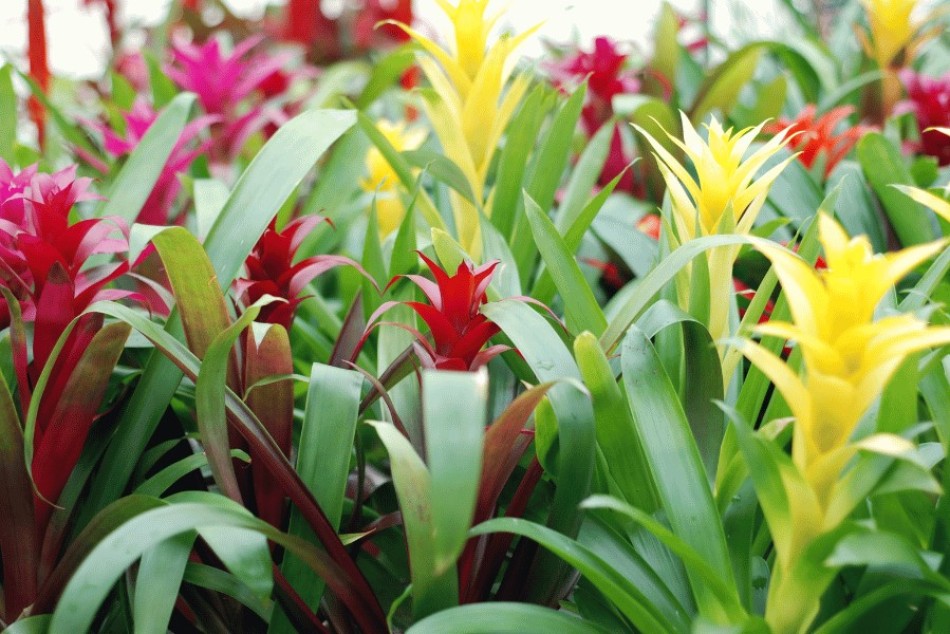 La Escuela de Jardinería ofrece cursos y talleres abiertos para toda la comunidad
